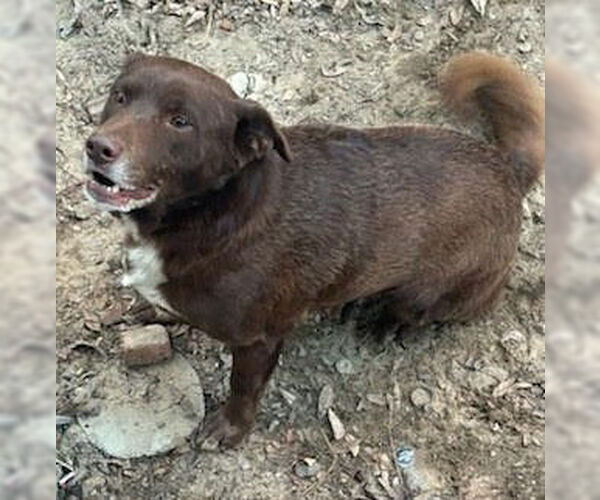 Medium Photo #1 - Mix Puppy For Sale in Newfoundland, PA, USA