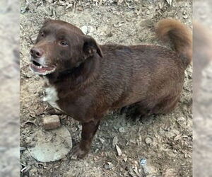 - Mix Dogs for adoption in Newfoundland, PA, USA