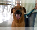Small #3 Labrador Retriever Mix