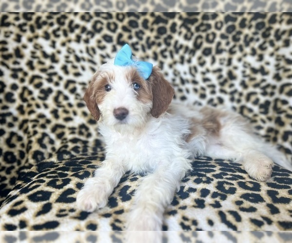 Medium Photo #7 Cavapoo Puppy For Sale in LAKELAND, FL, USA