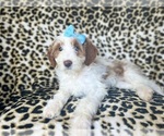 Small #6 Cavapoo