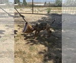 Small #1 Dutch Shepherd Dog-German Shepherd Dog Mix