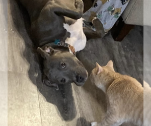 Joy - Female American Staffordshire Terrier-Unknown Mix Dog for Adoption - Photo #3