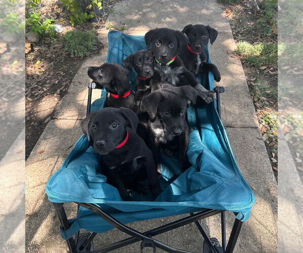 Medium Photo #2 Gollie Puppy For Sale in Canton, CT, USA
