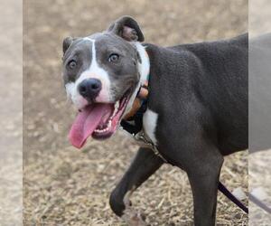 American Staffordshire Terrier-Unknown Mix Dogs for adoption in San Antonio, TX, USA