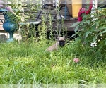 Small Photo #3 French Bulldog Puppy For Sale in NEWTON, NJ, USA