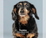 Small #3 Dachshund
