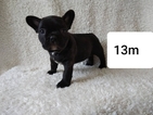 Small #1 French Bulldog