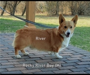 Father of the Pembroke Welsh Corgi puppies born on 01/17/2023