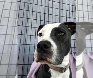 Mutt Dogs for adoption in Evansville, IN, USA