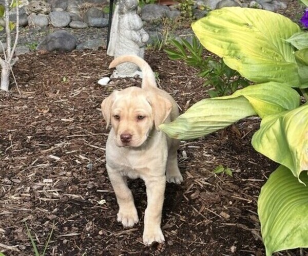 Medium Photo #7 Labrador Retriever Puppy For Sale in CHEHALIS, WA, USA