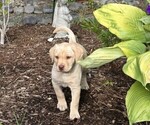 Small #6 Labrador Retriever