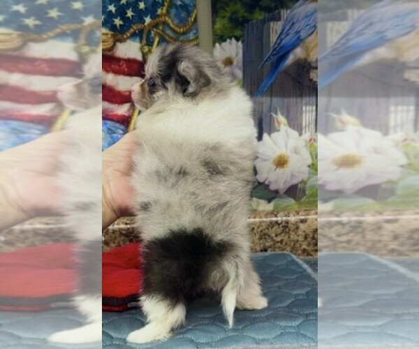 Medium Photo #8 Pomeranian Puppy For Sale in MIAMI, FL, USA