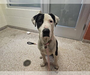 Mutt Dogs for adoption in Pueblo, CO, USA