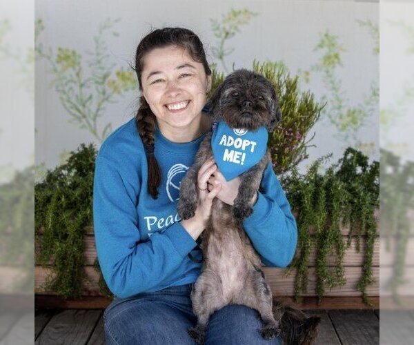 Medium Photo #3 Shih Tzu Puppy For Sale in Pacific Grove, CA, USA