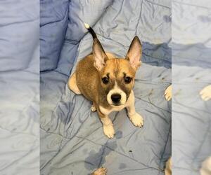 Siberian Husky-Unknown Mix Dogs for adoption in San Antonio, TX, USA