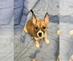 PLUTO - Male Siberian Husky-Unknown Mix Dog for Adoption - Small photo