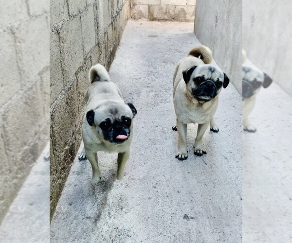 Medium Photo #2 Pug Puppy For Sale in San Diego, CA, USA