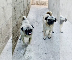 Georgie Girl - Female Pug Dog for Adoption - Photo #2