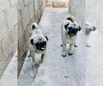 Small #1 Pug