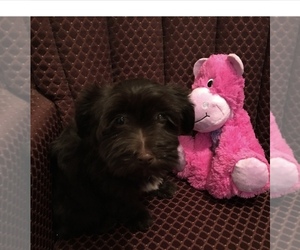 Havanese Puppy for sale in LIVONIA, MI, USA