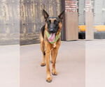 Small #13 German Shepherd Dog Mix