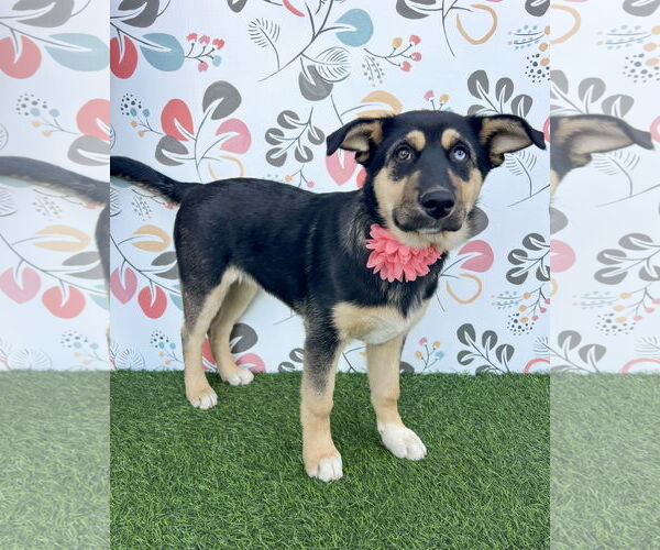 Medium Photo #1 Gerberian Shepsky Puppy For Sale in Corona, CA, USA