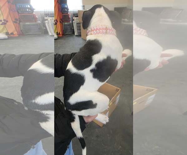 Medium Photo #2 Mutt Puppy For Sale in Clarkston, MI, USA