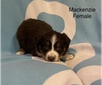 Small Photo #14 Australian Shepherd Puppy For Sale in EXETER, MO, USA