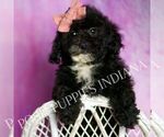 Small Photo #73 Poodle (Toy) Puppy For Sale in WARSAW, IN, USA