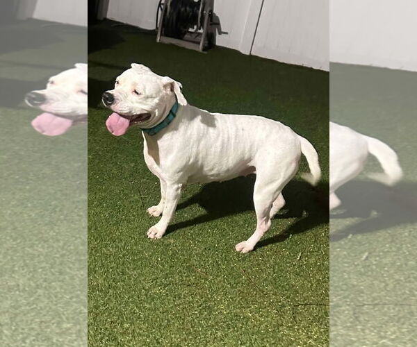 Medium Photo #16 Mutt Puppy For Sale in Pompano Beach , FL, USA