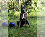 Small Photo #1 Cane Corso Puppy For Sale in WATERBURY, CT, USA
