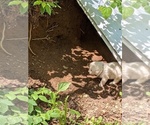 Small Photo #26 Maremma Sheepdog Puppy For Sale in THORN HILL, TN, USA