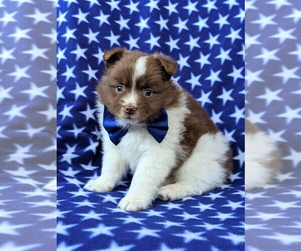 Medium Photo #1 Pomeranian Puppy For Sale in KIRKWOOD, PA, USA