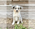Puppy Bue Miniature Australian Shepherd