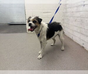 Mutt Dogs for adoption in San Bernardino, CA, USA