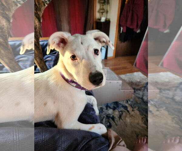Medium Photo #8 Mutt Puppy For Sale in Farmington, MN, USA