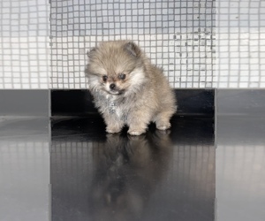 Pomeranian Puppy for sale in HAYWARD, CA, USA