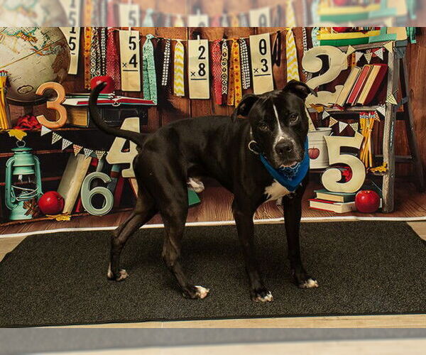 Medium Photo #1 American Staffordshire Terrier Puppy For Sale in Sanford, FL, USA