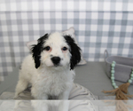 Small Photo #3 Goldendoodle (Miniature) Puppy For Sale in MARIETTA, GA, USA