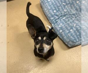 Medium Chihuahua Mix