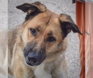 German Shepherd Dog Dogs for adoption in Huntley, IL, USA