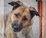 Small German Shepherd Dog