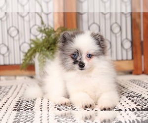 Pomeranian Puppy for sale in NAPLES, FL, USA