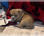 Small Photo #4 Olde Bulldog Puppy For Sale in Sanford, FL, USA