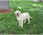 Small #2 Labrador Retriever