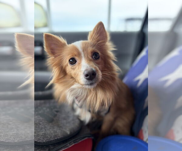 Medium Photo #1 Pomeranian-Unknown Mix Puppy For Sale in San Francisco, CA, USA