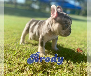 French Bulldog Puppy for sale in CORAL SPRINGS, FL, USA