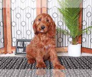 Irish Doodle Puppy for sale in NAPLES, FL, USA