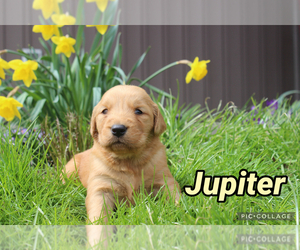 Golden Retriever Puppy for sale in MIDDLEBURG, PA, USA